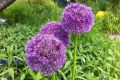 Allium Purple Sensation, Foto: Astrid Hoffmann
